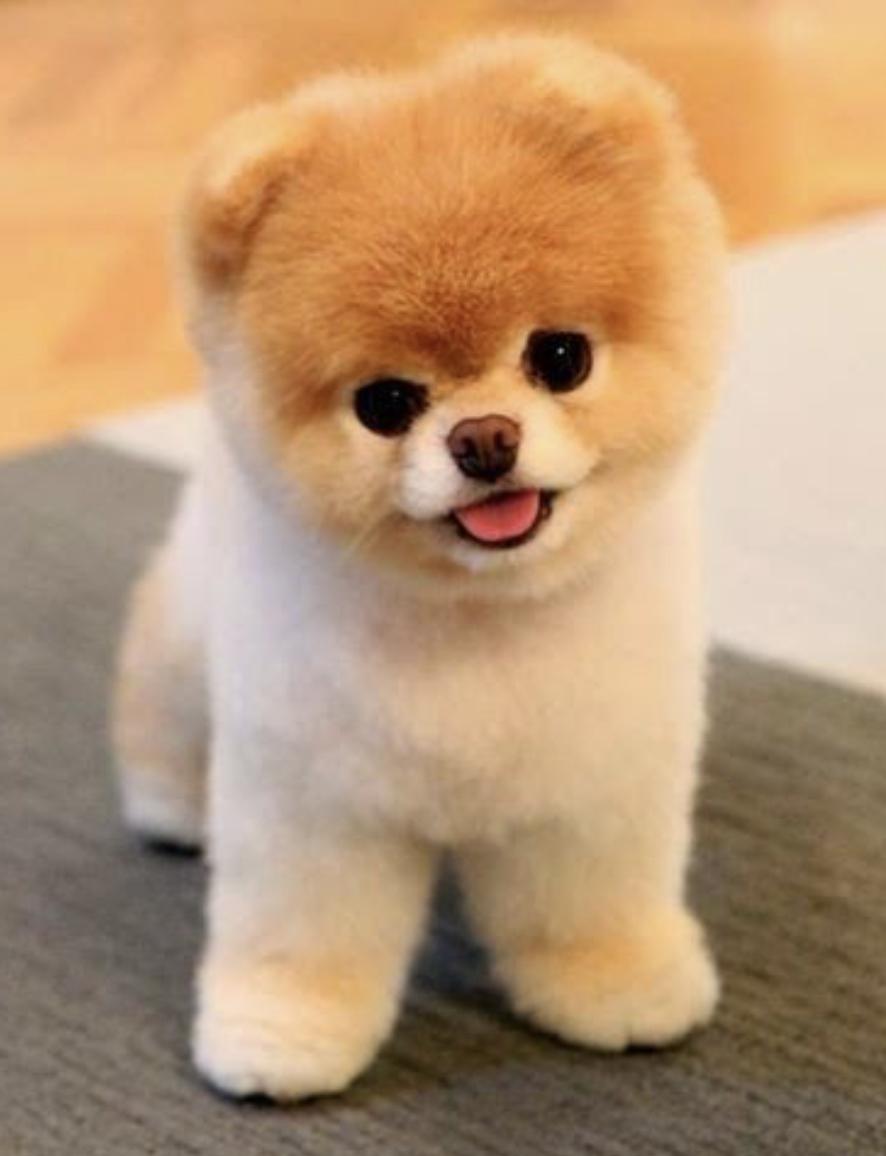 doggy